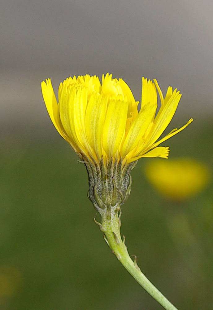 Hieracium staticifolium / Sparviere con le foglie di statice